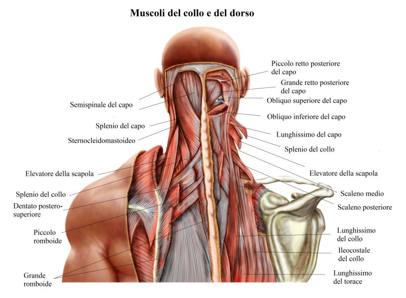 Vertigini da Cervicale (Cervicogenic Dizziness): cause, diagnosi e fisioterapia 1 Vertigini da Cervicale (Cervicogenic Dizziness): cause, diagnosi e fisioterapia